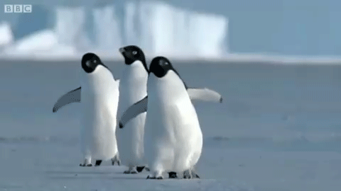 Pinguini felici